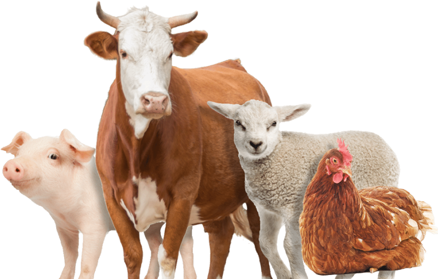 poultry