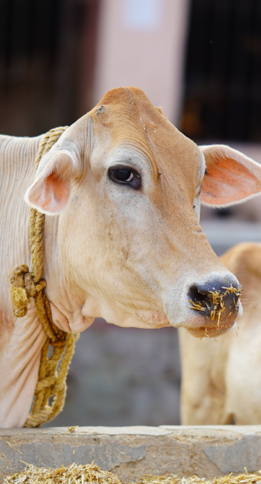 Cattle