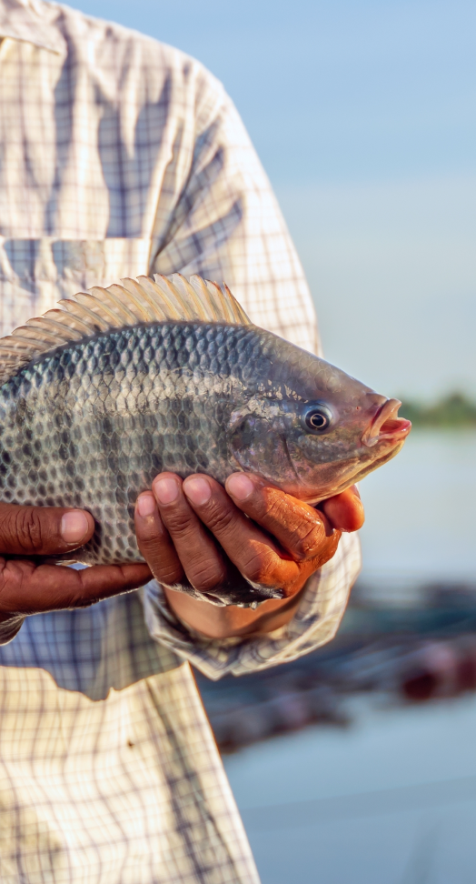 Fish
