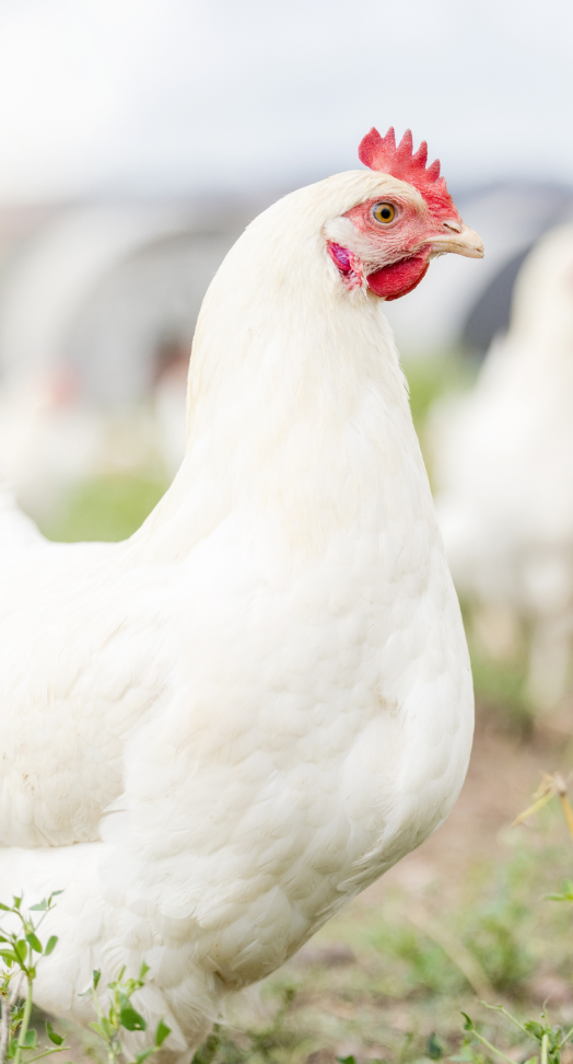 Poultry