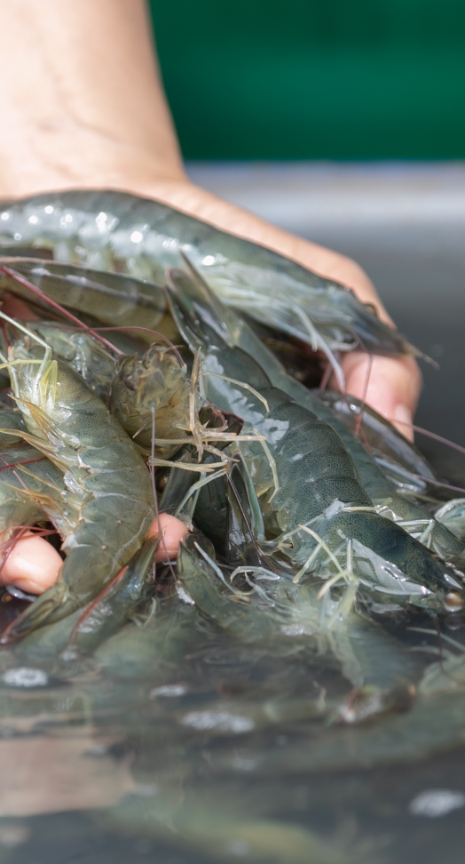 Shrimp