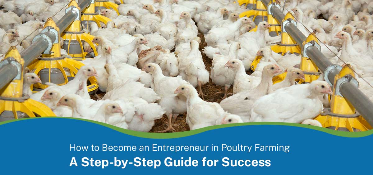 How to Become an Entrepreneur in Poultry Farming: A Step-by-Step Guide for Success