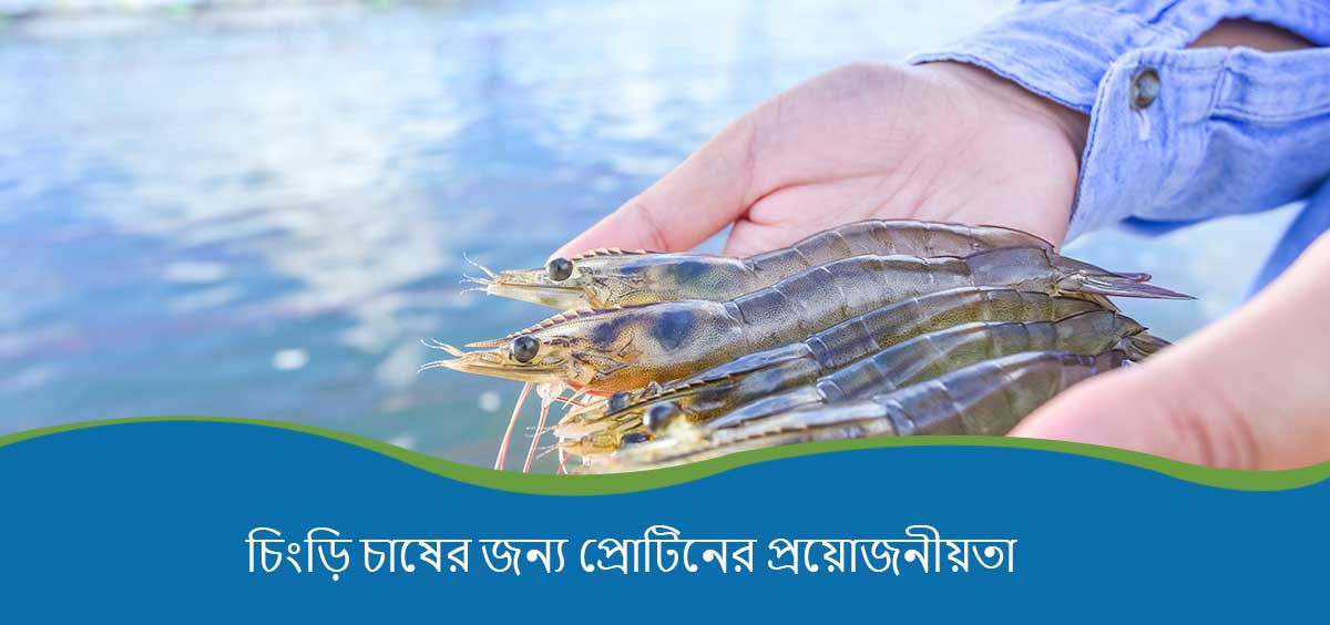 Protein Requirements for Shrimp