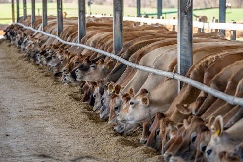 Livestock Feeds