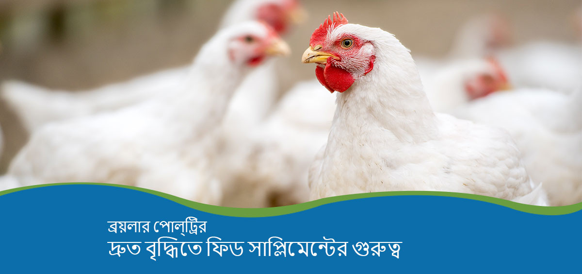 The Role of Feed Supplements in Enhancing Broiler Poultry’s Growth